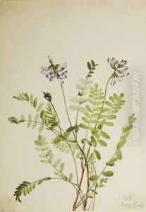 Alpine Milkvetch (Astragalus alpinus) by Mary Vaux Walcott