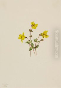 Alpine Monkey Flower (Mimulus caespitosus)