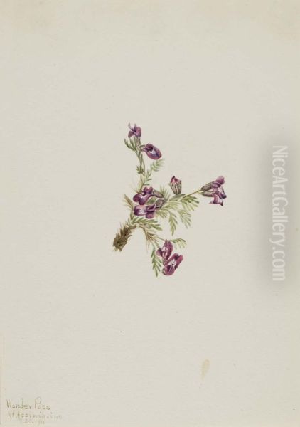 Alpine Pointvetch (Oxytropis podocarpa) - view 1