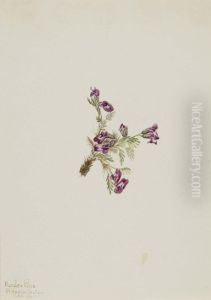 Alpine Pointvetch (Oxytropis podocarpa) by Mary Vaux Walcott