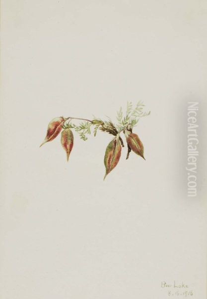 Alpine Pointvetch (Oxytropis podocarpa) - view 1