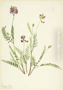 Alpine Vetch (Astragalus bourgovii) by Mary Vaux Walcott