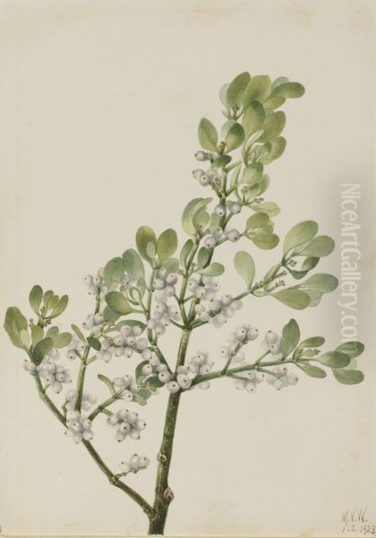 American Mistletoe (Phoradendron flavescens) - view 1