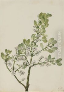 American Mistletoe (Phoradendron flavescens)