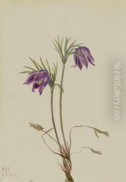 American Pasqueflower (Pulsatilla ludoviciana) - view 1