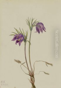 American Pasqueflower (Pulsatilla ludoviciana) by Mary Vaux Walcott