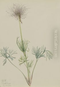 American Pasqueflower (Pulsatilla ludoviciana) by Mary Vaux Walcott