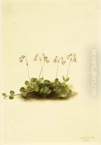 American Twinflower (Linnaea borealis americana) by Mary Vaux Walcott