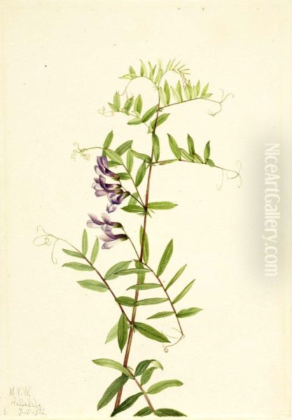 American Vetch (Vicia americana) - view 1