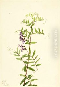 American Vetch (Vicia americana) by Mary Vaux Walcott