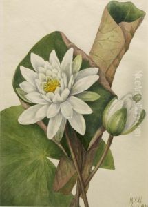 American Waterlily (Castalia odorata)