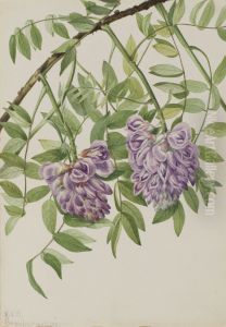 American Wisteria (Kraunhia frutescens)