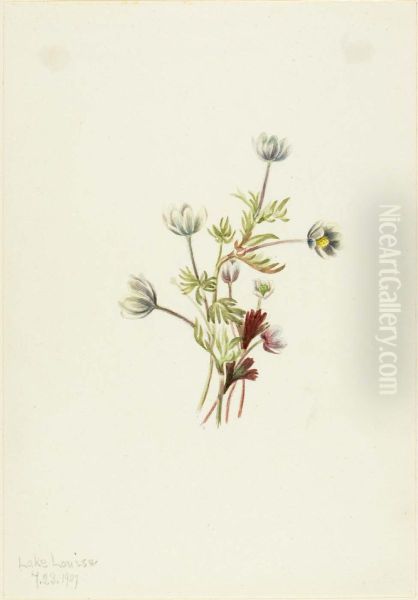 Anemone (Anemone drummondii) - view 1