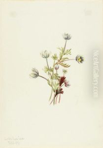 Anemone (Anemone drummondii) by Mary Vaux Walcott