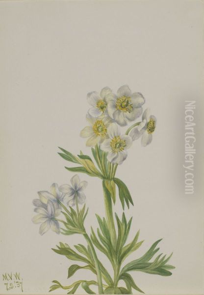 Anemone (Anemone zephyra) - view 1