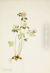Anemonella (Syndesmon thalictroides) by Mary Vaux Walcott