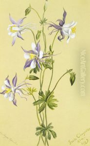 Blue Columbine (Aquilegia caerulea) by Mary Vaux Walcott