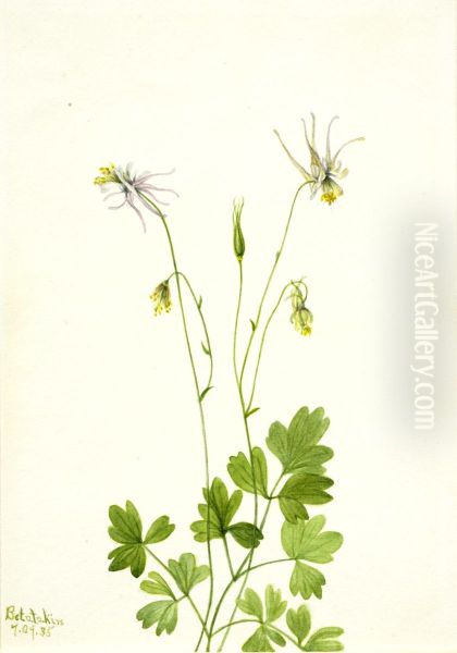 Aquilegia ecalcarata - view 1