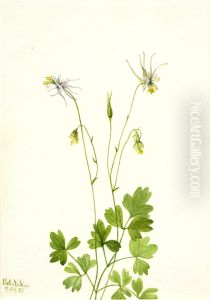 Aquilegia ecalcarata