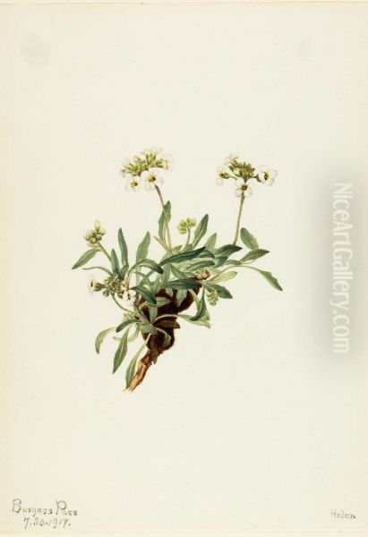 Arabis drummondii - view 1