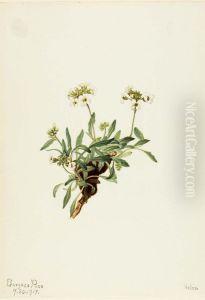 Arabis drummondii