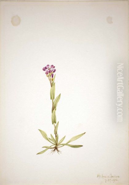 Arabis lyallii - view 1
