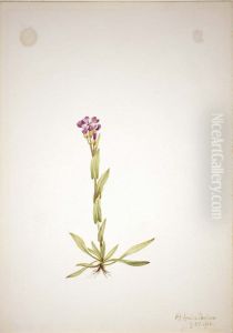 Arabis lyallii by Mary Vaux Walcott