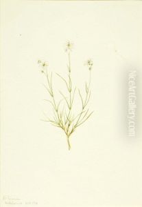 Arenaria formosa Arenaria formosa