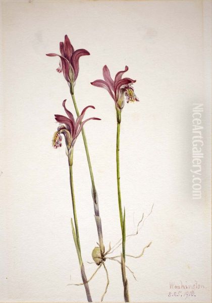 Arethusa (Arethusa bulbosa) - view 1