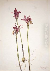 Arethusa (Arethusa bulbosa)