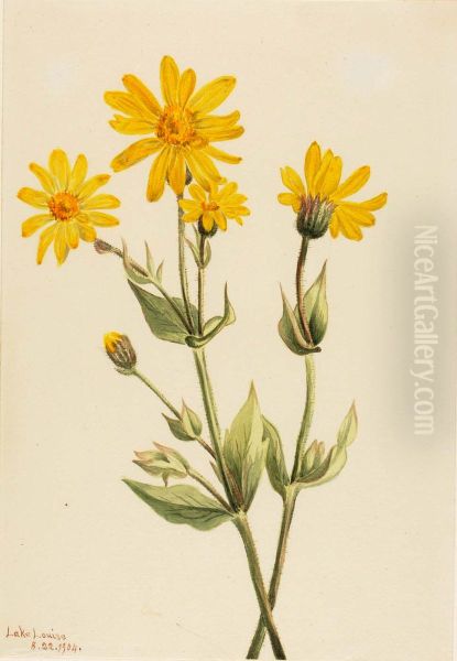 Arnica (Arnica latifolia) - view 1