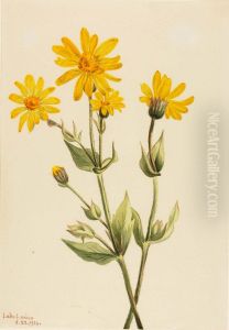 Arnica (Arnica latifolia)