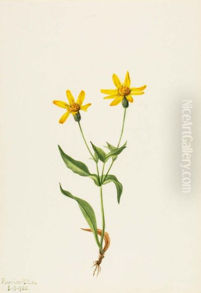 Arnica alpina - view 1