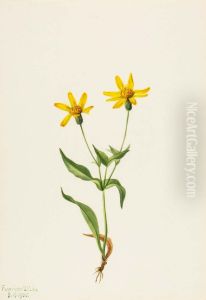 Arnica alpina