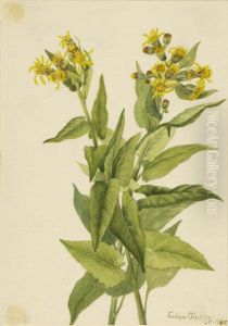 Arrowleaf Groundsel (Senecia triangularis)
