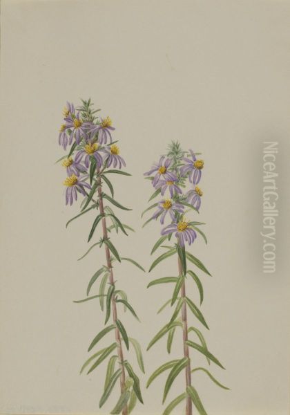 Aster (Aster hirariifolius) - view 1