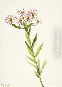 Aster Engelmann by Mary Vaux Walcott