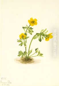 Avalanche Buttercup (Ranunculus suksdorfii) by Mary Vaux Walcott