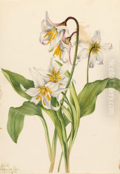 Avalanche Lily (Erythronium montanum) - view 1