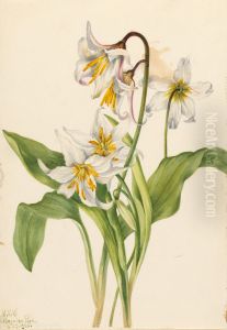Avalanche Lily (Erythronium montanum)