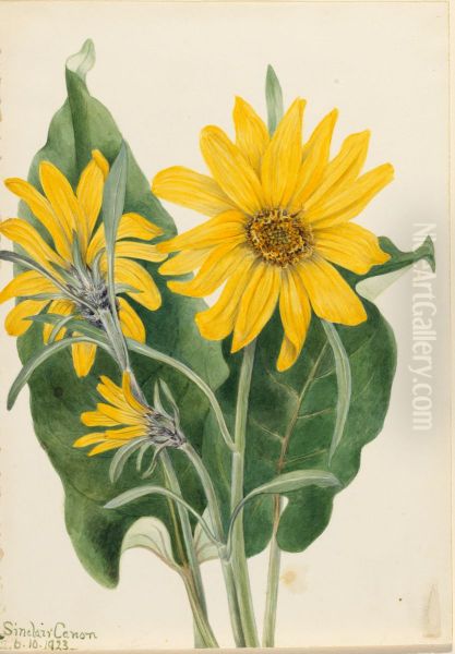 Balsamroot (Balsamorhiza sagittata) - view 1