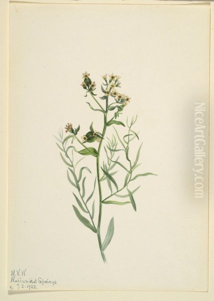Bastard Toadflax (Comandra pallida) - view 1