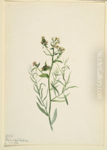 Bastard Toadflax (Comandra pallida)