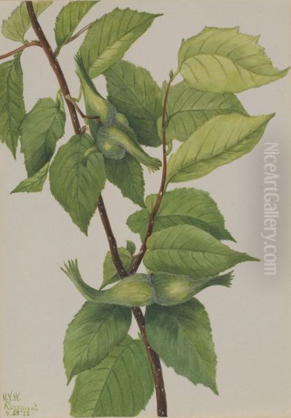 Beaked Hazelnut (Corylus rostrata) - view 1