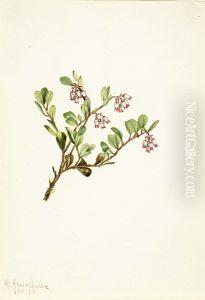 Bearberry (Arctostaphylos uva-ursi)