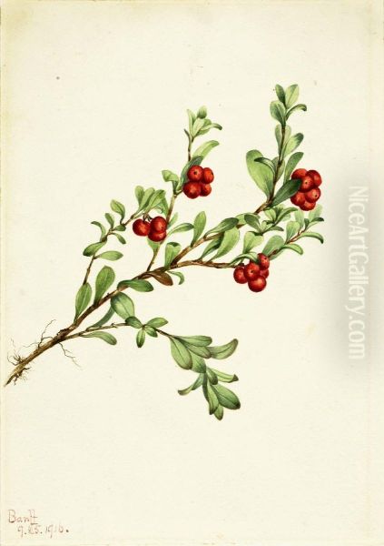 Bearberry (Arctostaphylos uva-ursi) - view 1