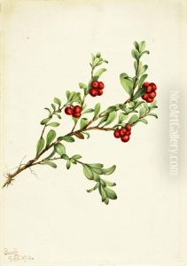 Bearberry (Arctostaphylos uva-ursi)
