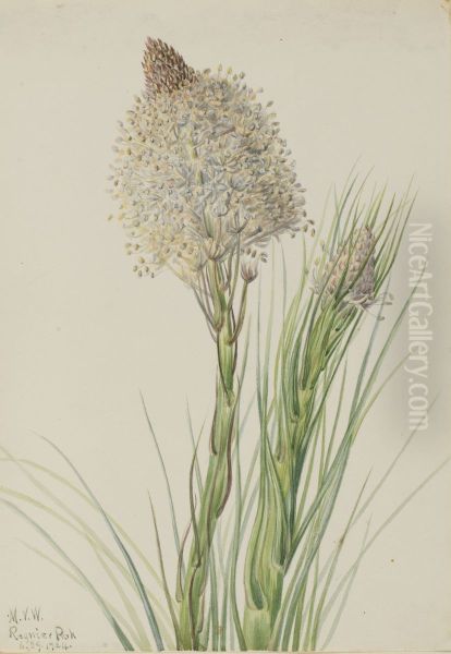 Beargrass (Xerophyllum tenax) - view 1