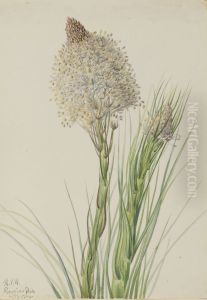 Beargrass (Xerophyllum tenax)