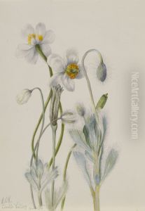 Bearpoppy (Arctomecon merriami) by Mary Vaux Walcott